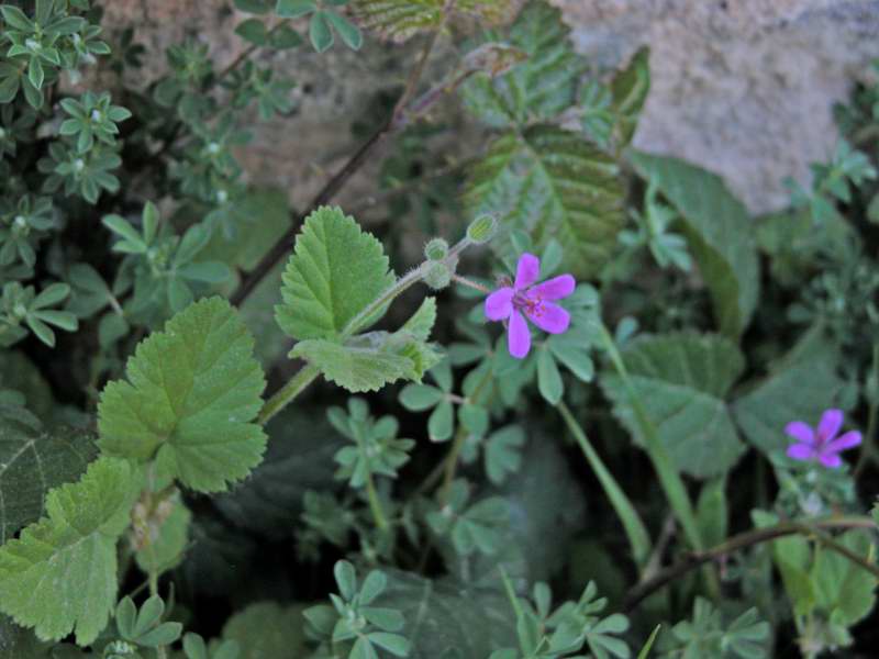 Geranium ? no, Erodium malacoides